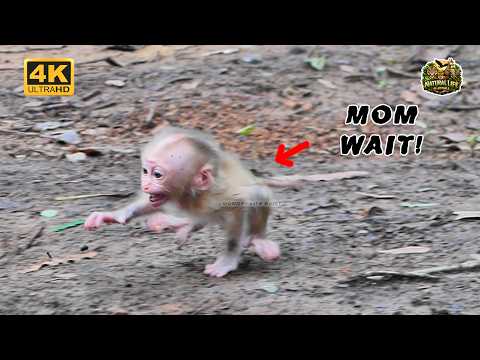 Oh terrible - Meta jumping to Metrey Mom | Monkey Life Daily