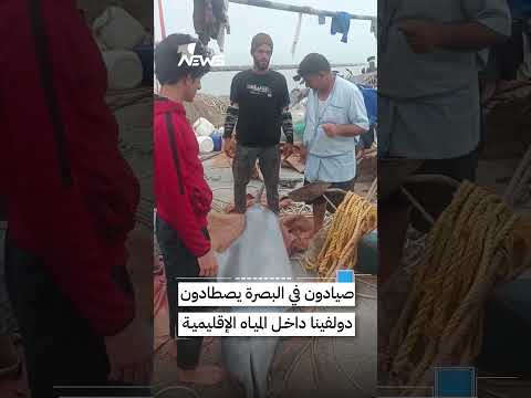 صيادون في البصرة يصطادون دولفيناً داخل المياه الإقليمية للمحافظة | #وان_نيوز
