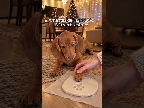 Un día miras a tu peludo y te das cuenta de que ya lleváis media vida compartiendo pequeños momentos