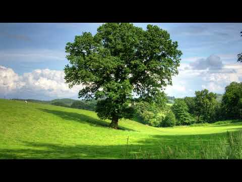 Drzewo wyda owoc we właściwym czasie (Psalm 1)