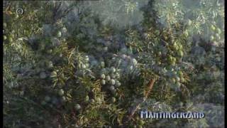 preview picture of video 'Jeneverbesreservaat Mantingerzand - juniperus communis'