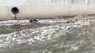 Mini Flash Flood after Heavy Rain in Irvine (Orange County, California)