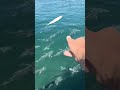 Feeding MONSTER Fish