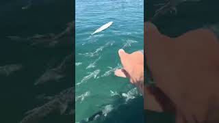 Feeding MONSTER Fish🤯