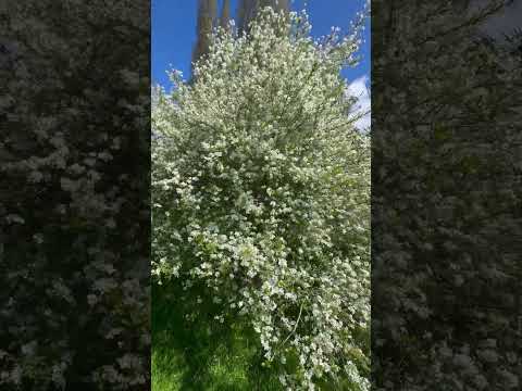 Exochorda x macrantha The Bride