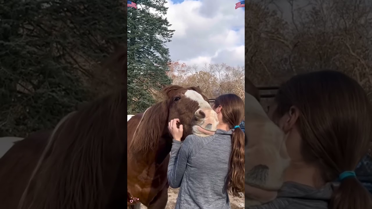 This is unconditionalt love ❤️ #fyp #horses #horsesonyoutube #love #animal lovers #horse #love