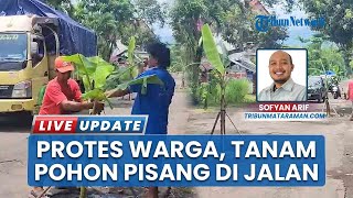 Kesabaran Warga Habis, Warga Tanam Pohon Pisang di Jalan Rusak Berlubang di Trenggalek