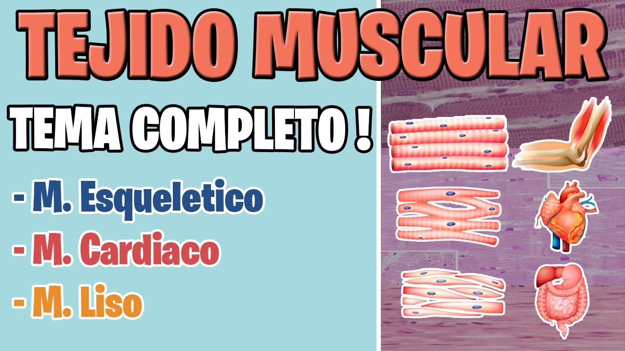 TEJIDO MUSCULAR HISTOLOGIA | MUSCULO ESQUELETICO CARDIACO Y LISO