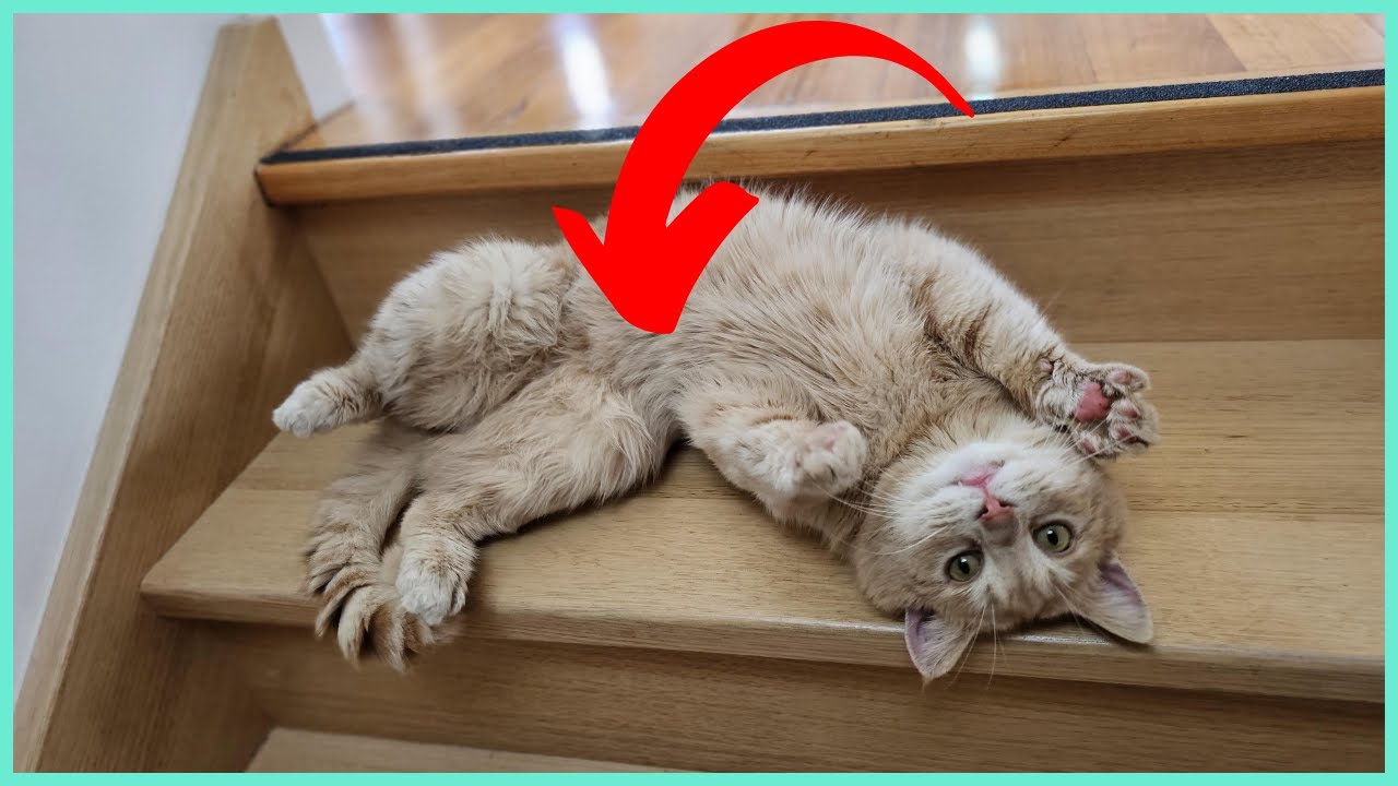 É POR ISSO Que Seu Gato ROLA NO CHÃO Quando Você Chega!