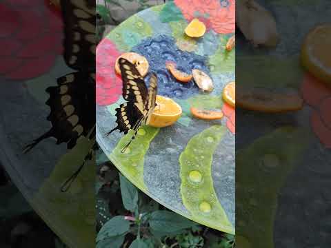 mariposa cola de golondrina tigre, mariposario parque "La Cruz", Santa Ana, Misiones.