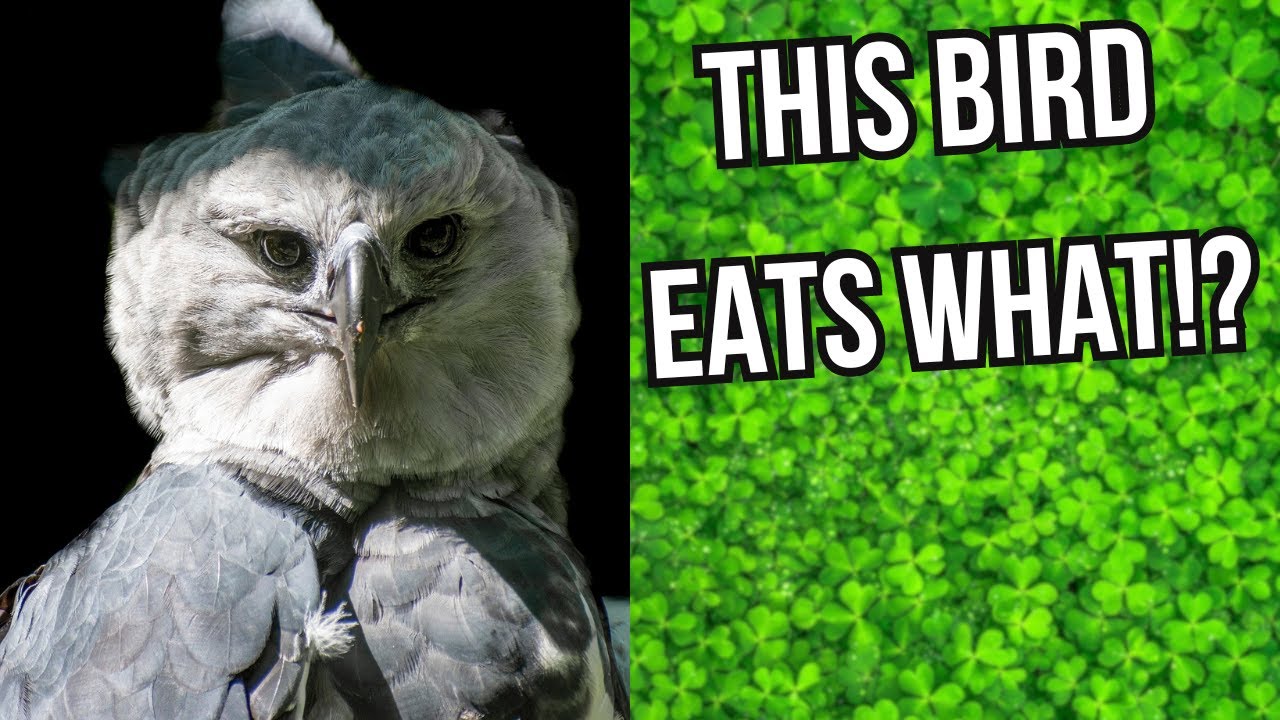 All 69 Eagle Species: The Complete Guide