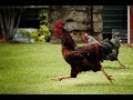 Chickens Running In Slow Motion