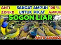 Anti Zonk Suara Pikat Sogon Liar Ribut Ampuh Untuk Pikat
