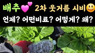 배추???? 2차 웃거름???? 시기? 비료종류? 방법? 왜?