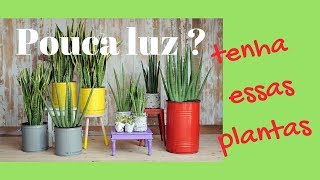 Essas Plantas são ótimas para ambientes de Pouca Luz Essas Plantas são ótimas para ambientes de Pouca Luz