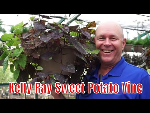download lagu mp3 mp4 Kelly Ray Sweet Potato Vine, download lagu Kelly Ray Sweet Potato Vine gratis, unduh video klip Kelly Ray Sweet Potato Vine