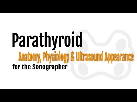 Parathyroid anatomy, physiology & normal ultrasound appearance