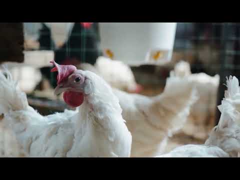 Gripi i pulave përhapet në ekonomitë familjare, zbulohet një vatër infeksioni në Divjakë