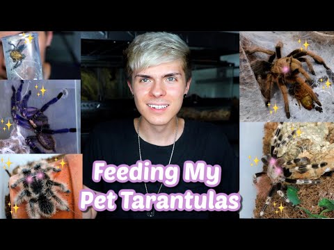 Feeding My 10 Pet Tarantulas!!!