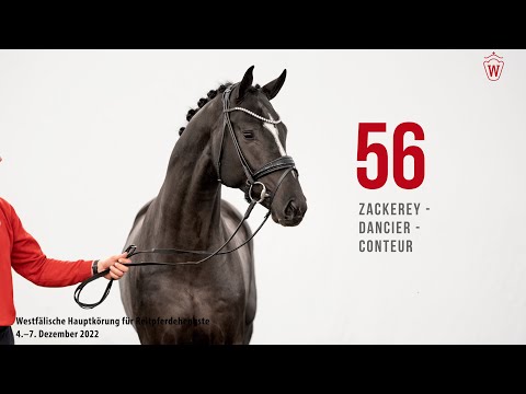 Westfälische Hauptkörung 2022 Reitpferde: Kat.Nr. 56  Zackerey  - Dancier  -  Conteur