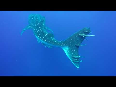 Swimming with Whale Sharks at Saint Helena Island