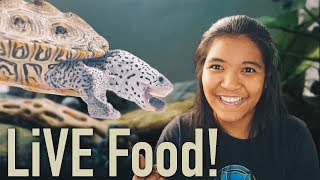 breeding LiVE food for turtles! | my ramshorn snails breeding colony