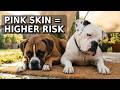 Dog Sunburn What It Looks Like And How To Prevent It Bernie S Best