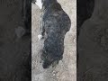 Jasper: Struck By Car & Left to Suffer Weeks in Agony