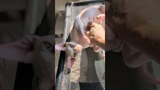 ピンク色の猫アレクサンドラ【スフィンクス】