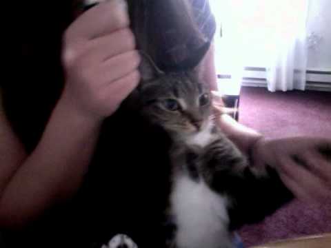 Cat dances to Nicki Minaj
