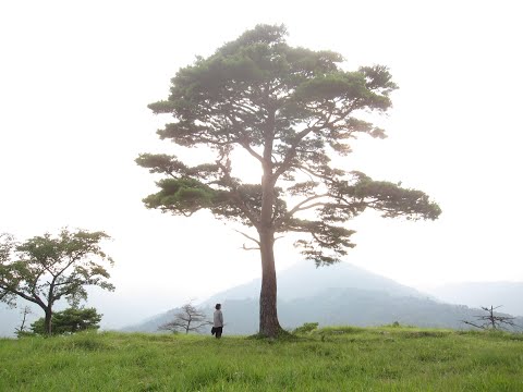 風に抵抗しない木 ほとんどの木が嵐で伐採された ブナの木
