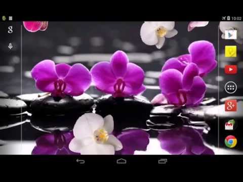 Orchid Live Wallpaper Video