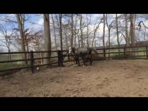 Stutfohlen v. Top Gear x Colman x Carpaccio, geb. 1.4.2016