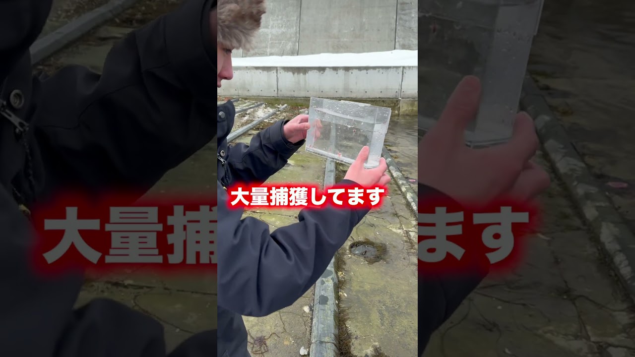 【実験】クリオネを食べるとガソリンの味って本当？！？！