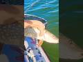 Video Thumbnail for See you later, Buddy!! Pike fishing  #catchandrelease #pikefishing #shorts #fishing