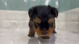 ヨークシャーテリアの動画01