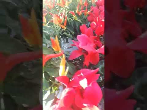 Flower  shows #shorts #susheelasworld