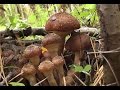 Тихая охота - Сбор грибов - Опята осенние грибы 