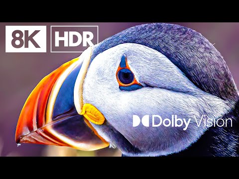 BIRDS OF PARADISE - DOLBY VISION™ 8K HDR 60FPS