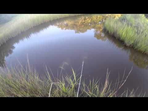 What Is The Best Bait To Use For Mud Minnows In Trap 4 Baits Tested