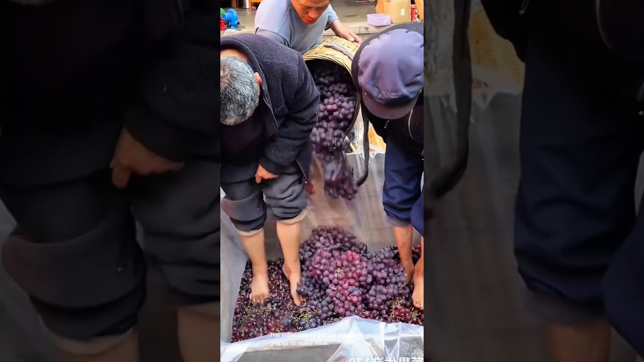 Wine making foot stomping-wine making process