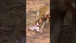 Rewinding Time: Luno's Birth and Early Life#108 #short #macaque #cute #monkeybehaviours