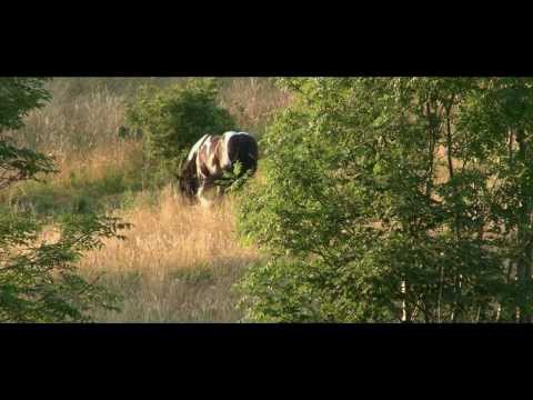 Halinówka - Twoje Miejsce w Górach Sowich  [Zwierzaki]