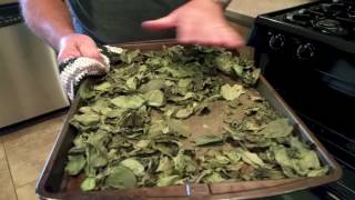Drying and Storing Basil