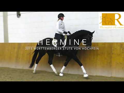 SOLD!Dressurpferd/Freizeitpferd, 2015 Württ. Stute von Hochfein, Stm ca. 1,69, A-Dressur - Hermine