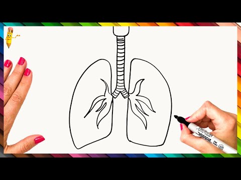 How To Draw The Lungs Step By Step - Lungs Drawing Easy