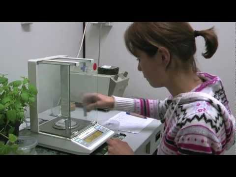 Genetic engineering: No risk to butterflies from genetically modified Bt maize