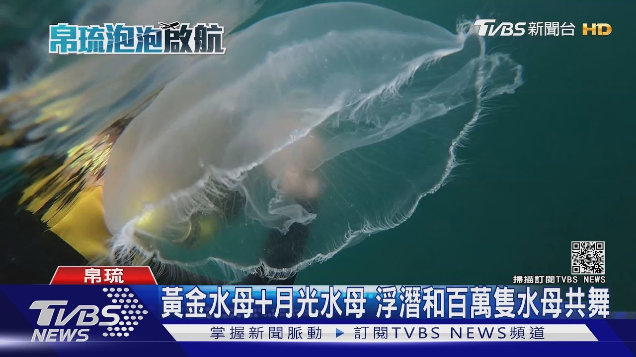 疫情一年後直擊水母湖！　遊客消失水母暴增