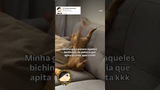 Minha gata parece aqueles bichinhos de pelúcia que apita quando aperta kkk