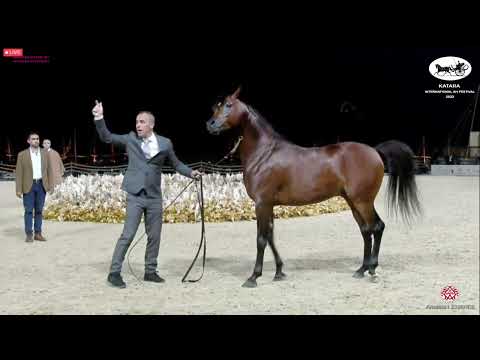 N 425 MANSOUR AL KHOR   Katara Int  Arabian Horse Festival 2022   Stallions 4 6 Years Old Class 10